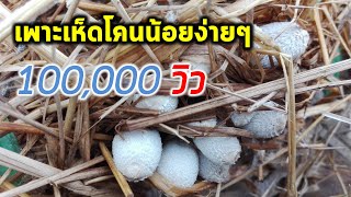 วิธีเพาะเห็ดโคนน้อยกินเองง่ายๆ แบบไม่ต้มฟางCoprinus fimetarrius cultivation Farm Station [upl. by Hogg]