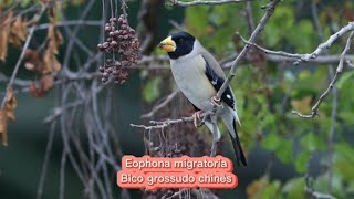 O canto do Bico grossudo chinês  Eophona migratoria [upl. by Danika806]