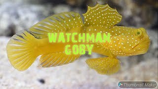 Memelihara Jabing Kuning  Keeping Watchman Goby Cryptocentrus Cinctus [upl. by Kaitlin361]