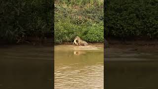 Onçapintada pegando jacaré no pantanal [upl. by English]