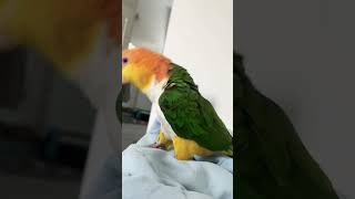 SOUNDS MY CAIQUE PARROT MAKES 😂 [upl. by Leahcimsemaj]