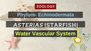 Water Vascular system of Asterias Starfish  Zoology [upl. by Etnoid810]