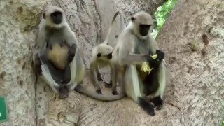 Hanuman Langur Monkeys being fed in Mandore Garden India [upl. by Longerich]