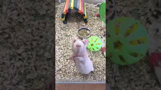 Bucky the Skinny Pig [upl. by Bozovich623]