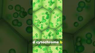 Cycic Photophosphorylation science biology photosynthesis physiology education plant [upl. by Seldan]