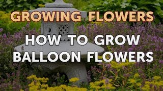 How to Grow Balloon Flowers [upl. by Nigem607]