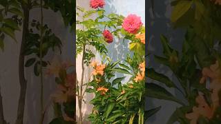 Flowers  VMR VILLAGE VLOGS [upl. by Gavin]