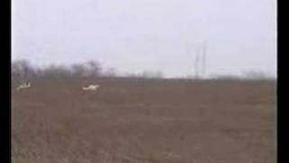 russian borzoi hunting 2 [upl. by Mackler]