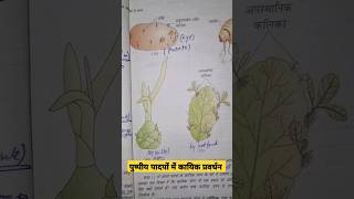 vegetative propagation in plants neet2025 neet ncert diagram plant puru janutharia [upl. by Keyte]