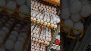 Grocery Time in Japan Buying Tamago Egg 🥚🥚🥚 PrettyAlenaTV [upl. by Oribelle657]