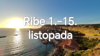 Ribe 115 listopada [upl. by Ennoira]