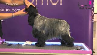 How to groom a Cocker Spaniel  Coat King  Grooming Guide Pro Groomer [upl. by Eudoxia242]