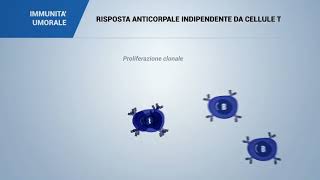 IMMUNITA UMORALE RISPOSTA ANTICORPALE INDIPENDENTE DA CELLULE T [upl. by Finnigan127]