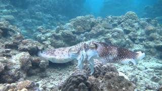 Giant cuttlefish Fighting Mating and Egg laying [upl. by Norrv380]