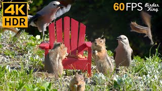 Cat TV for Cats to Watch 😺 Squirrels and Birds Enjoy the Adirondack Chair 🐦🐿 8 Hours 4K HDR 60FPS [upl. by Bouchier]