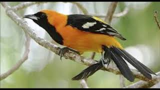 Hooded Oriole sound singing calling for 4 full hours [upl. by Lippold]