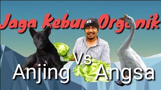 Penjaga kebun Anjing vs Angsa [upl. by Nodrog367]