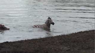 Crocodile vs zebra amazing encounter [upl. by Whitehurst]