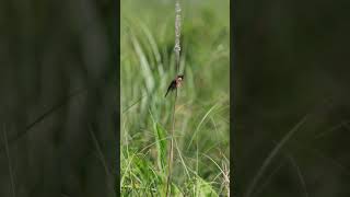 Siberian Stonechat birds peacefulmoments wildlife manasnationalpark birdsvideo birding 4k [upl. by Elohcan236]