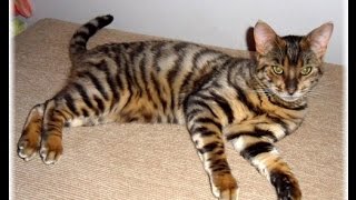 Cats 101  Toyger [upl. by Docile]