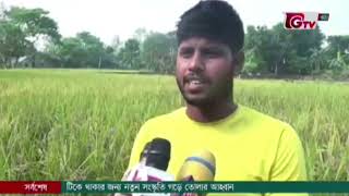 Mymensingh Bina Rice PKG News [upl. by Hteazile]