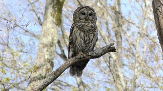 Barred Owl Hooting HD [upl. by Querida]