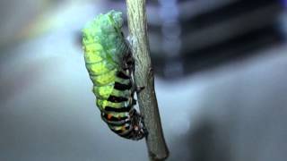 Swallowtail Papilio Machaon cocoon transformation [upl. by Nnayhs229]