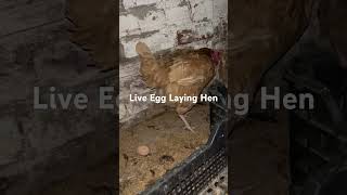 Live Egg Laying Hen [upl. by Ainnet]