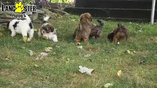 Adorable Shihpoo Puppies [upl. by Cristy]