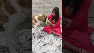 Star bua♥️ love pets petlovers dogsofyoutube viralshort dogsofgwalior shorts youtube viral [upl. by Arliene85]