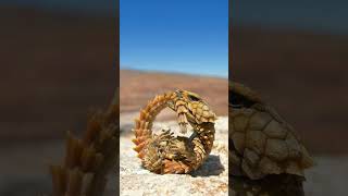 🦎●¹²•¹ Armadillo Girdled Lizard Ouroborus cataphractus  Observed in Description [upl. by Eniledgam39]