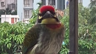 Coppersmith barbet  আমাদের মাছরাঙা [upl. by Cantone614]