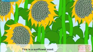 How do seeds travel Video Lesson [upl. by Ramona]