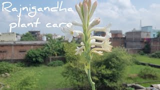 Rajnigandha  tuberose की देखभाल Rajnigandha tuberose gardening plants flowers youtubevideo [upl. by Baram]