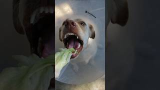 LABRADOR RETRIEVER PUPPY TRIES A LETTUCE WRAP youtubeshorts shorts [upl. by Erland755]