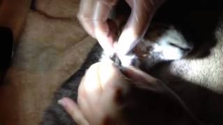 Botfly Larvae Removal From a Kittens Neck [upl. by Dorothi510]