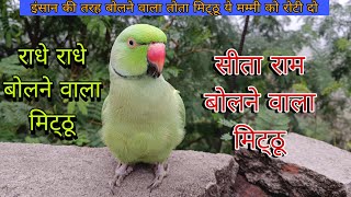 Parrot talking video mummy 😱parrot talking sita ram 🚩parrot talking radhe radhe 🙏मिट्ठू को रोटी दो 🦜 [upl. by Toille728]