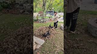 Doggies playing in the leaves [upl. by Trisha]