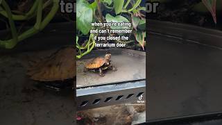 Black Breasted Leaf Turtle in utter shock everevolvingexotics reptileshop tucson arizona [upl. by Tyne]