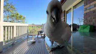 Cockatoos Scared or a threeway feathered friendship [upl. by Orthman]