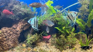 Planted tank 5 feet  no filter  no water change plantedtank communityaquarium dwarfcichlid [upl. by Nevart]