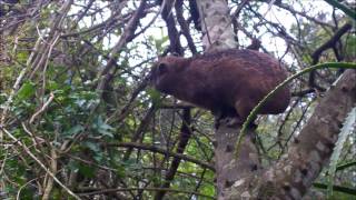 Dassies Eat Us Out Of House amp Garden Oct 2016 [upl. by Tillford760]