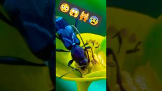 कीड़ा फूल खाया 😰😳😨😱 insects bug bugs stickbug entomology nature insect arthropoda [upl. by Diana]