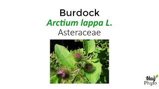 Burdock Arctium lappa identification health benefits and uses [upl. by Gnilrets]