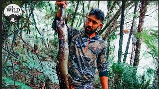 Catch and cook eel for lunch in jungle  Yummy cook eel recipe for eat delicious 81 [upl. by Gaw]