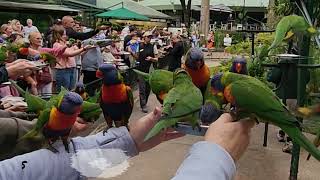 Lorikeet Feeding [upl. by Dust649]