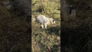 Tired dog  Time change got us feeling like… 😴 🐶 dog farming sheepfarming guardiandog LGD [upl. by Jacquetta]