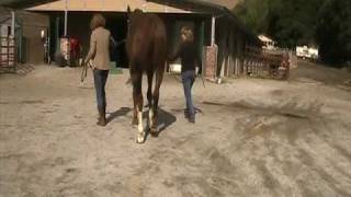 Walk turns Zenas neurological horse vet exam October 09 [upl. by Blum]