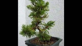 Bonsai Juniperus chinensis Plumosa Aurea [upl. by Olzsal]