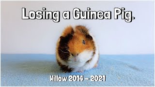 Losing a Guinea Pig Willow’s Message [upl. by Ydak]